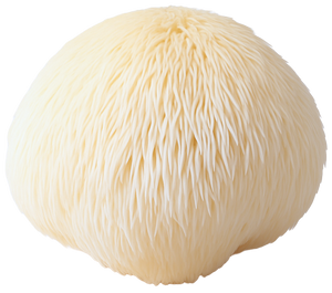 Lion's Mane Mushroom